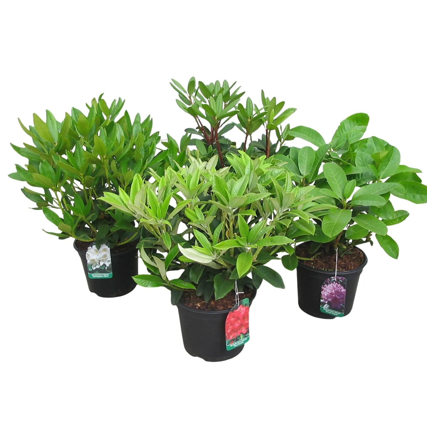 Rhododendron Hhe ca. 30 - 40 cm Topf ca. 5 l Rhododendron Hybride kaufen  bei OBI