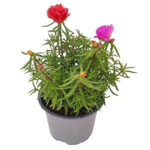 Dreifarbiges Portulakröschen im Topf, ca. 15 cm hoch. Sommerblüher für Beet und Balkon.