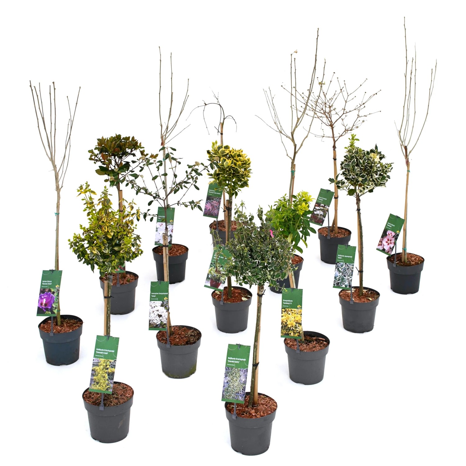 zimmerpflanzen sets Ungiftige Trendpflanzen im Set kaufen – Green Me Up main image 0