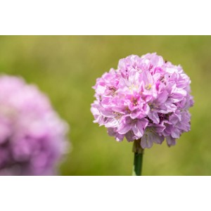 Nahaufnahme einer rosa GROW by OBI Grasnelke Dreameria im Topf.