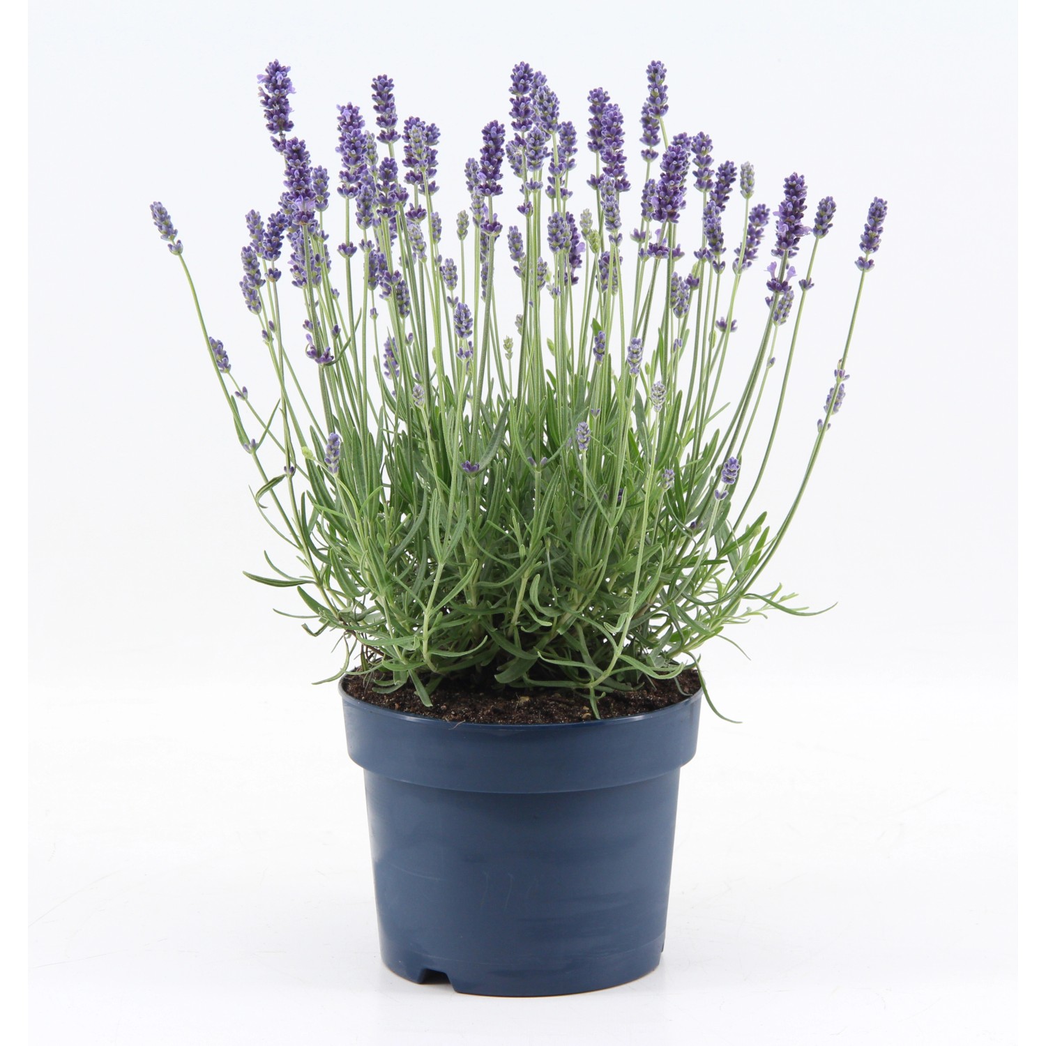 OBI Lavendel "Felice Light Blue" TopfØ ca. 17 cm Lavandula