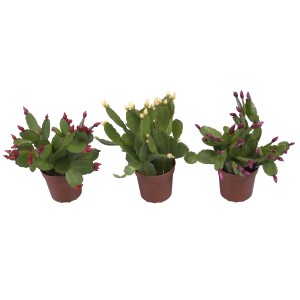 Weihnachtskaktus Mini Flame Mix, verschiedene Farben im Topf, Schlumbergera.