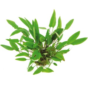 Dennerle Aquariumpflanze Cryptocoryne Affinis mit grünen Blättern.