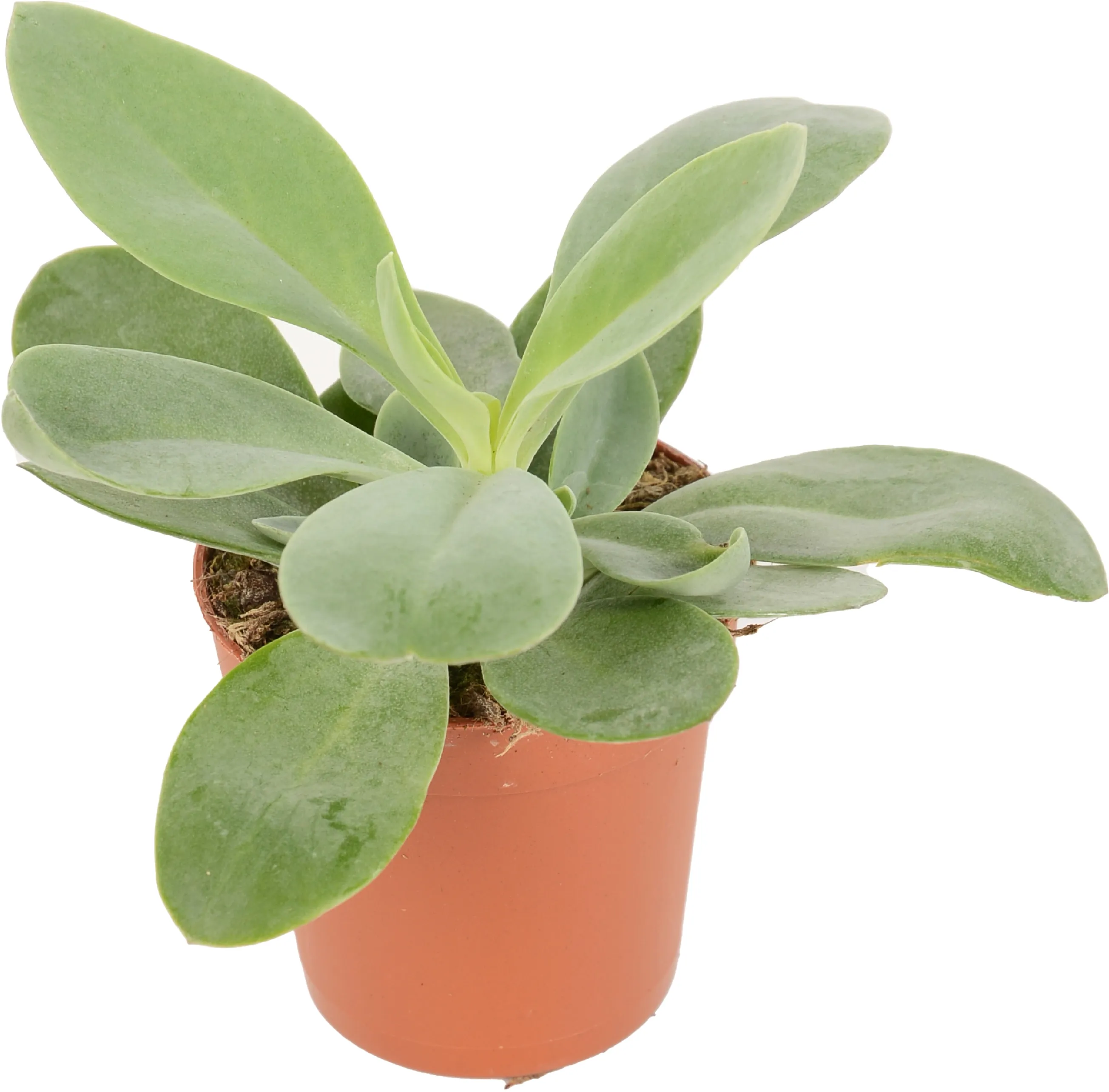 Exotenherz Peperomia Sarcophylla - Pflegeleichte Zwergpfeffer Pflanze Im 15cm Topf
