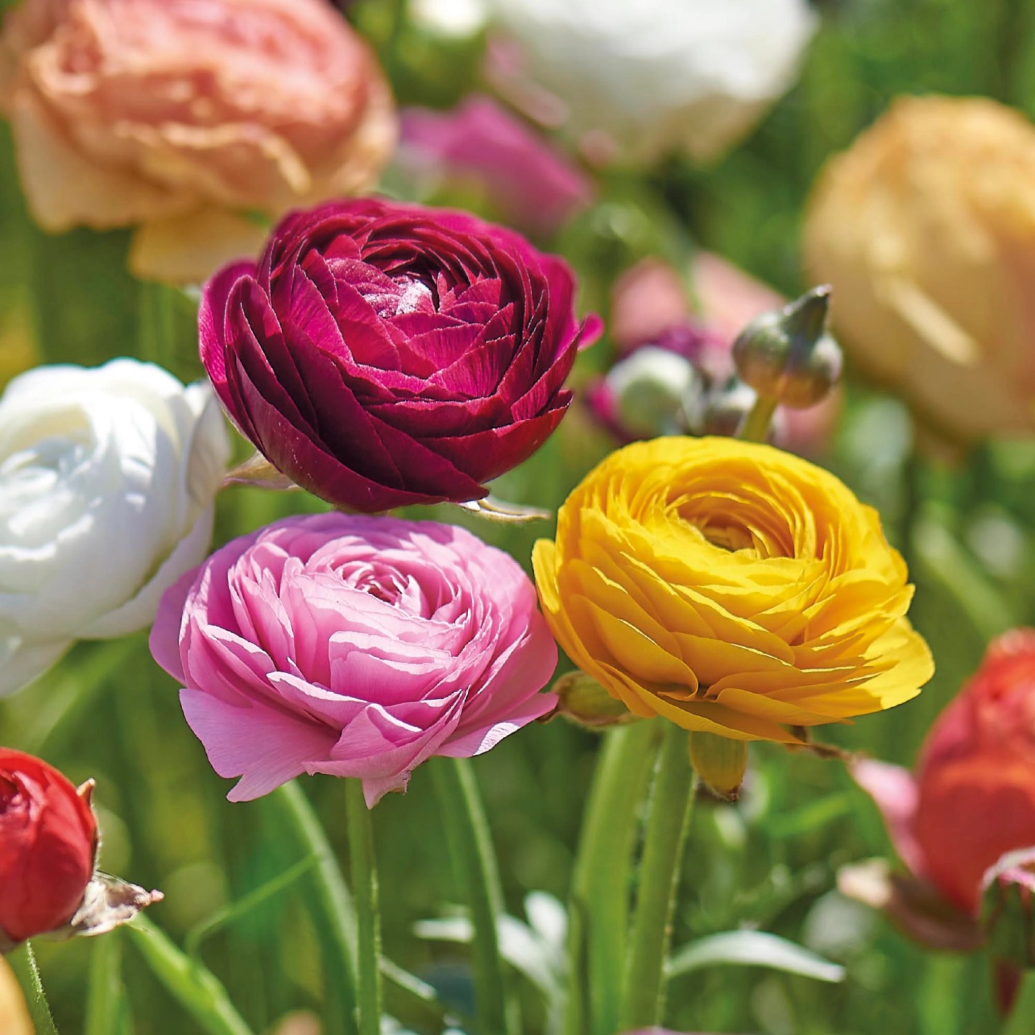 GROW by OBI Ranunkel Mischung 25 cm Ranunculus asiaticus kaufen bei OBI