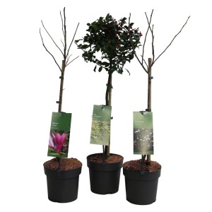 Laubgehölzstämmchen Früh, ca. 50cm hoch, verschiedene Sorten im 3l Topf.