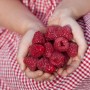 Hände halten frische, rote GROW by OBI Bio Himbeeren 'Aroma Queen'.