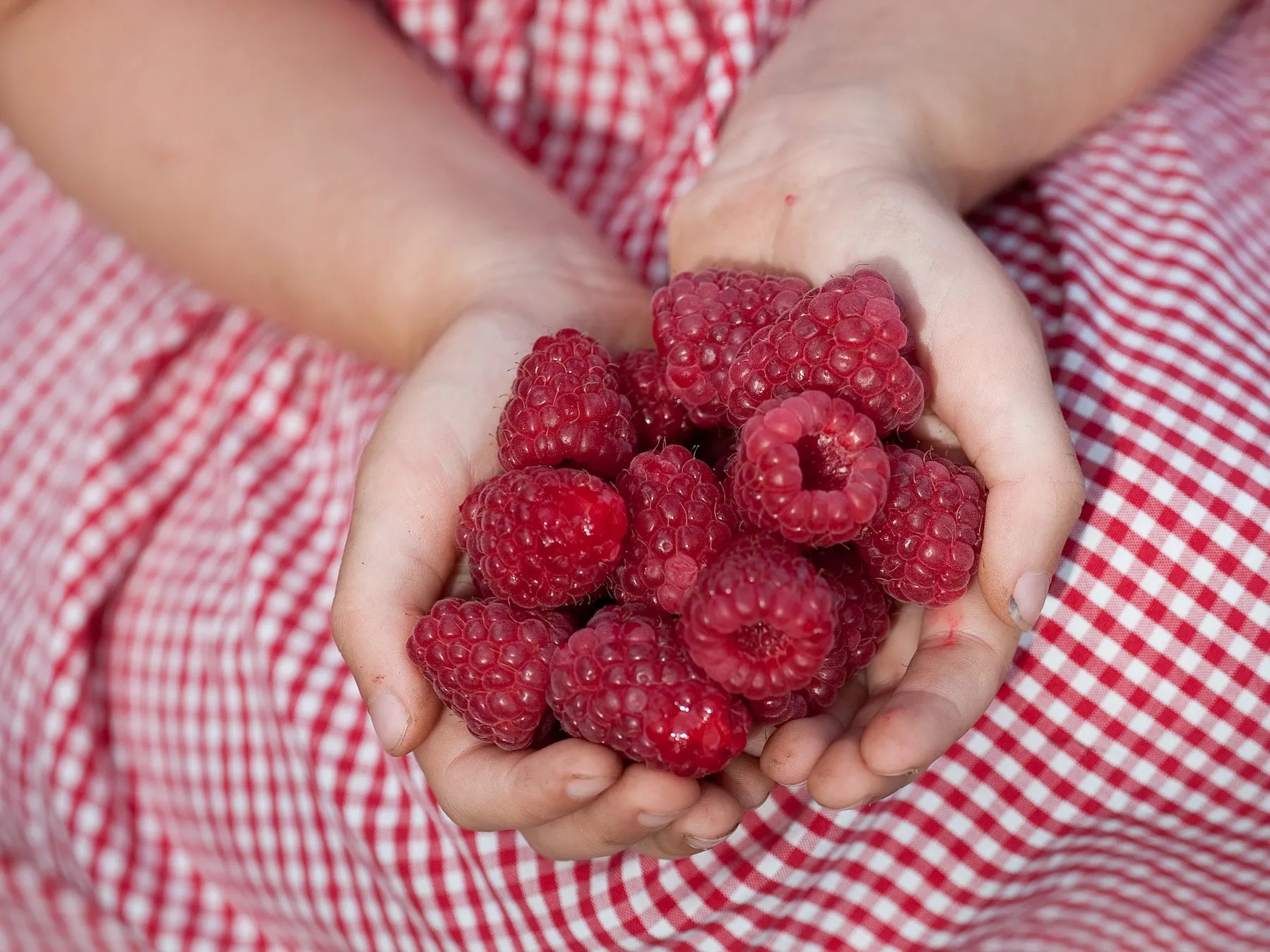 GROW by OBI Bio Himbeere "Aroma Queen" Topf ca. 2 l Rubus kaufen bei OBI