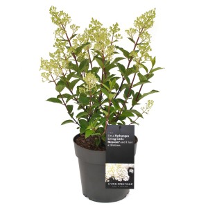 GROW by OBI Rispenhortensie "Living Little Blossom" Weiß Höhe 40 cm Hydrangea