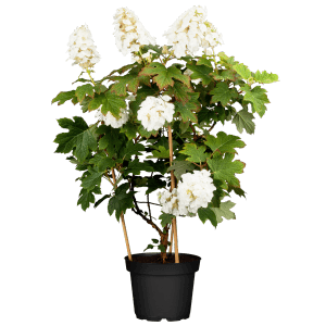 Eichenblatt-Hortensie Tara Weiß Höhe ca. 40 cm Topf 6 l Hydrangea quercifolia