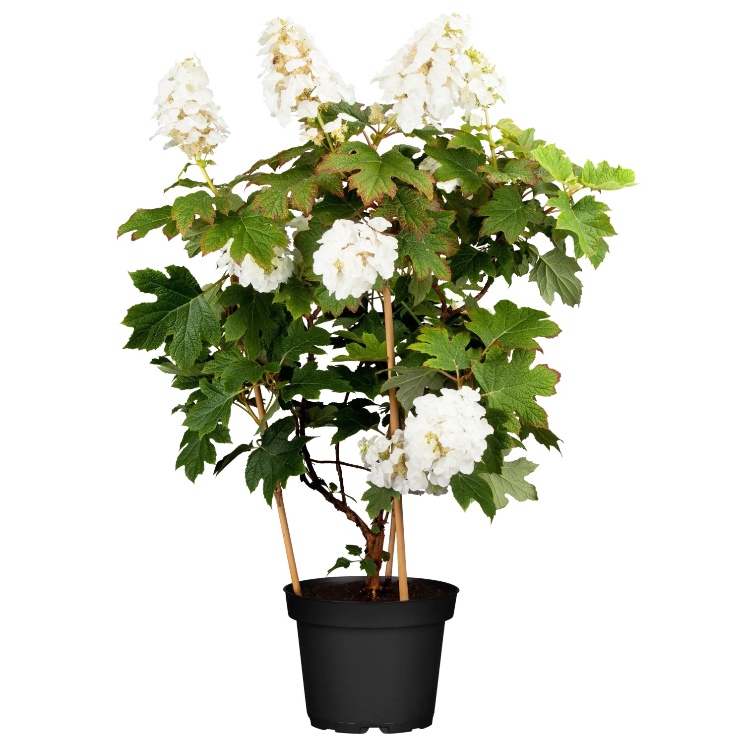 Eichenblatt-Hortensie Tara Wei Hhe ca. 40 cm Topf 6 l Hydrangea  quercifolia kaufen bei OBI