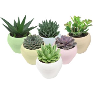 Verschiedene Sukkulenten in pastellfarbenen Keramiktöpfen, Ø 11 cm. Bepflanzte Schalen für Innen.