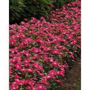 Beet mit blühenden Catharanthe Hot Spot Stehpflanzen in verschiedenen Farben.