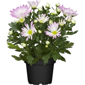 Chrysantheme im Topf, ca. 11 cm, mit rosa-weißen Blüten und grünen Blättern.