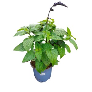 Anis-Salbei Black and Bloom im Topf, tiefblaue Blüten und grüne Blätter.