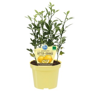 Blu Bio-Bitterorange im Topf, ca. 12 cm. Winterhartes Zitrusgewächs für Garten & Balkon.