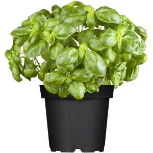 Frischer OBI Basilikum im Topf (Ø 12cm). Aromatische Kräuter für Küche und Garten.