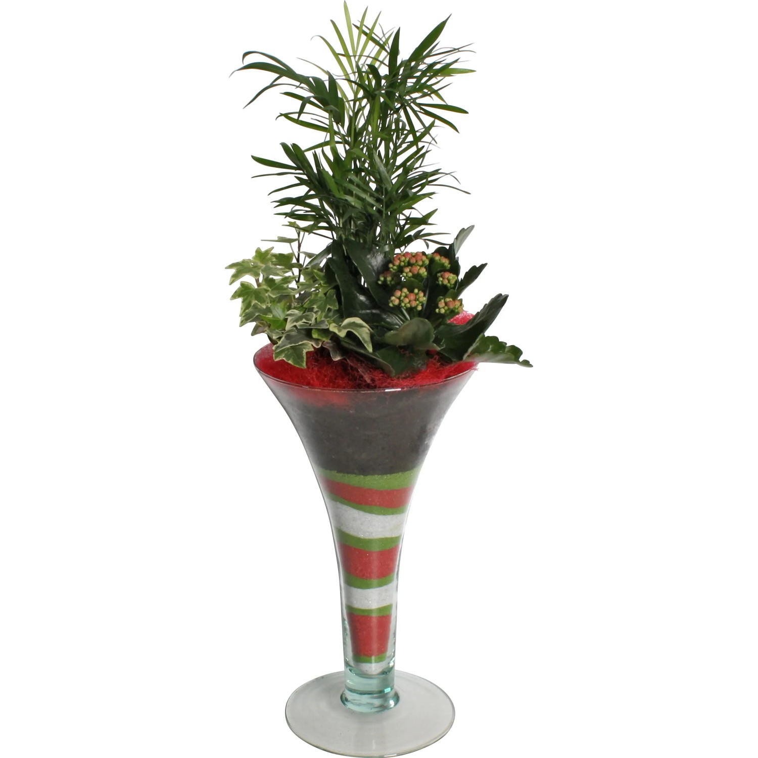 kaktus 1 50 m Mini Kakteen Set 10 Pflanzen 1015 cm  Kaktus Zimmerpflanzen im Topf   pflegeleicht & dekorativ