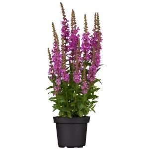 GROW by OBI Blut-Weiderich "Robin" Rosa Topf-Ø ca. 13 cm Lythrum