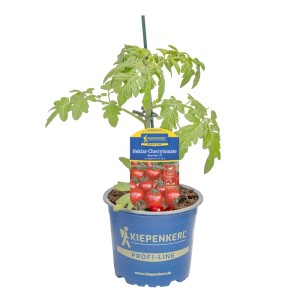 Kiepenkerl Tomate "Nimo Red" Topf-Ø ca. 12 cm Solanum lycopersicum