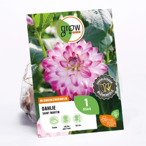 GROW by OBI Dahlie Saint Martin, lila-rote Blüte, Höhe ca. 90cm. Blumenzwiebel für Beet und Pflanzkasten.