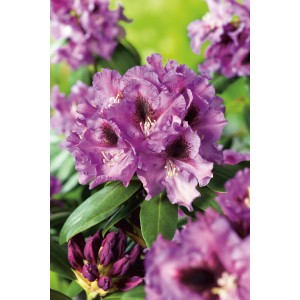 Nahaufnahme: Violette OBI Rhododendron-Hybride Rasputin mit grünen Blättern.