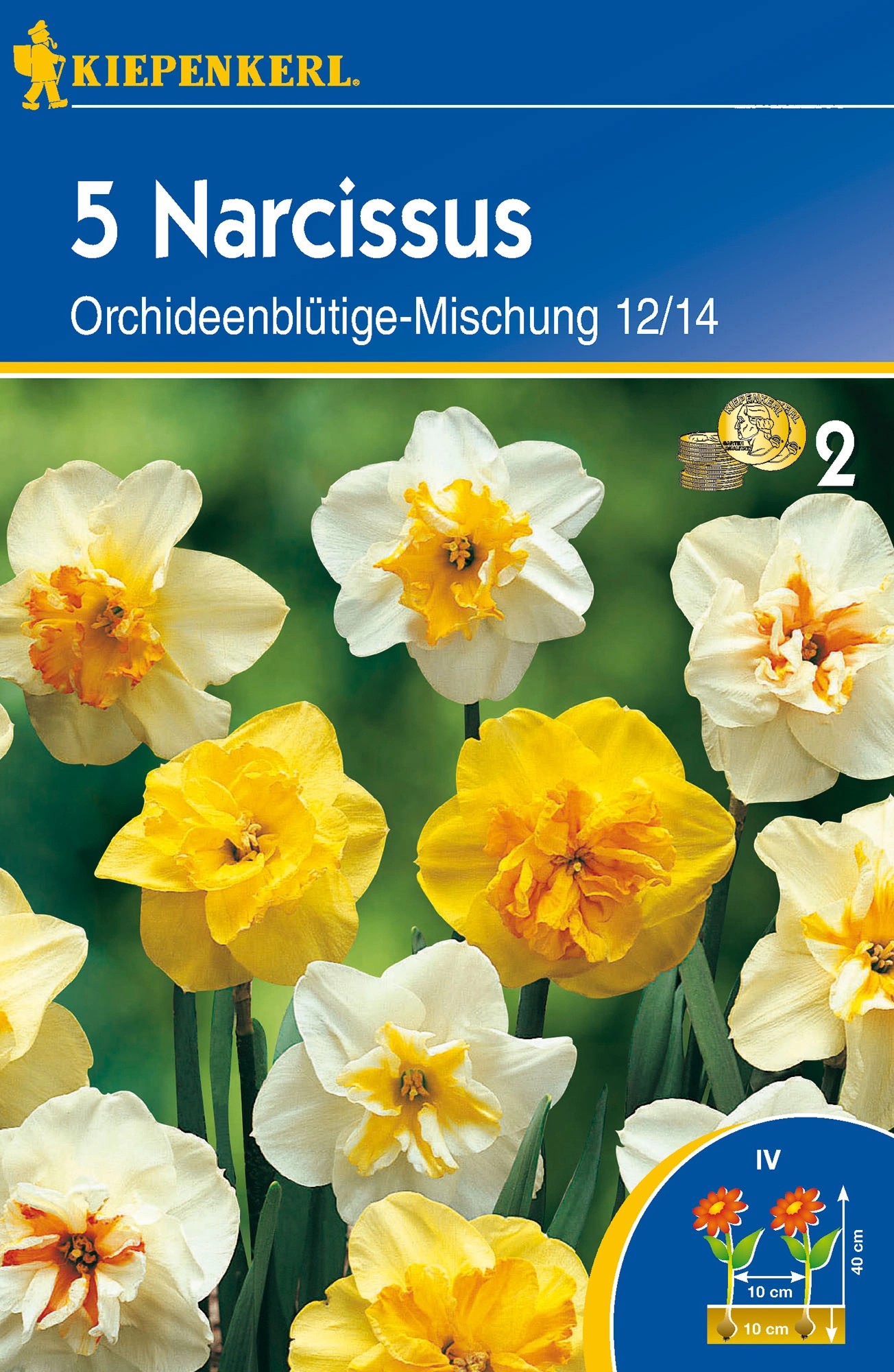 Narzissen OrchideenblütigeMischung kaufen bei OBI