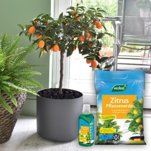 Zitruspflanze mit Westland Zitrusdünger und Pflanzerde für gesunde Pflanzen und Früchte.