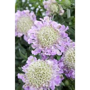 Nahaufnahme der zartlila GROW by OBI Tauben-Skabiose (Scabiosa) im Topf.