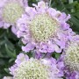 Nahaufnahme der zartlila GROW by OBI Tauben-Skabiose (Scabiosa) im Topf.