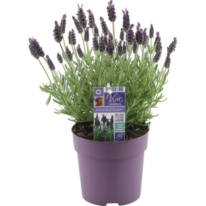 GROW by OBI Schopflavendel "Anouk Dark Purple" ca. 20 cm Lavandula stoechas