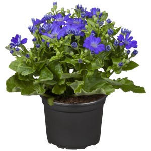 Aschenblume (Pericallis hybrida) im Topf, ca. 15 cm Durchmesser, mit blauen Blüten.