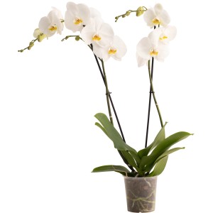 GROW by OBI Schmetterlingsorchidee "Cambridge" ca. 60 -70 cm Topf-Ø ca. 12 cm