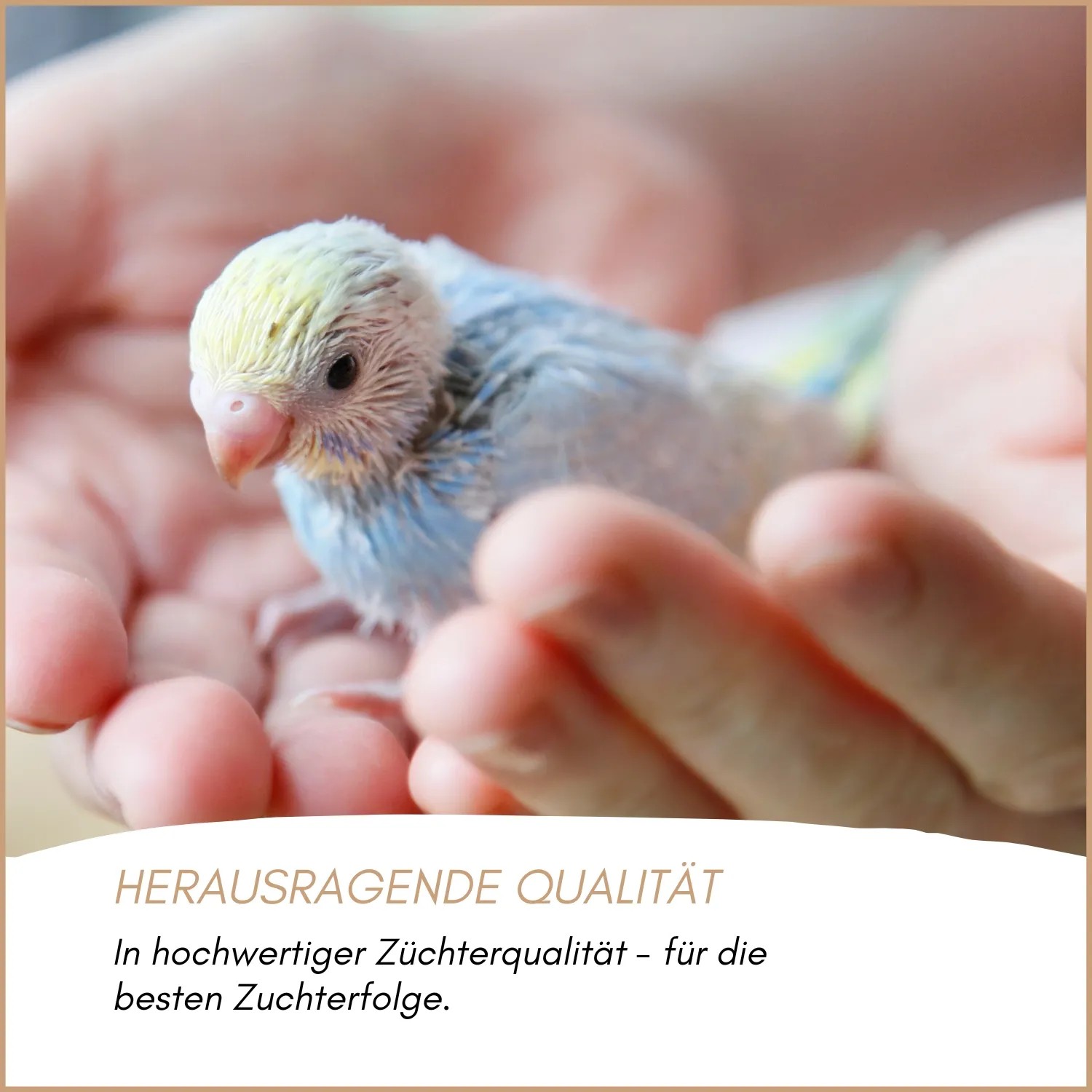 Ein kleines, hellblaues Küken in schützenden Händen. Supravit Vogelgrit für Vögel & Geflügel.