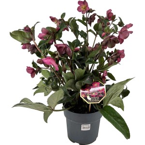 Helleborus Ice n Roses rot im Topf, eine winterharte Christrose mit roten Blüten.