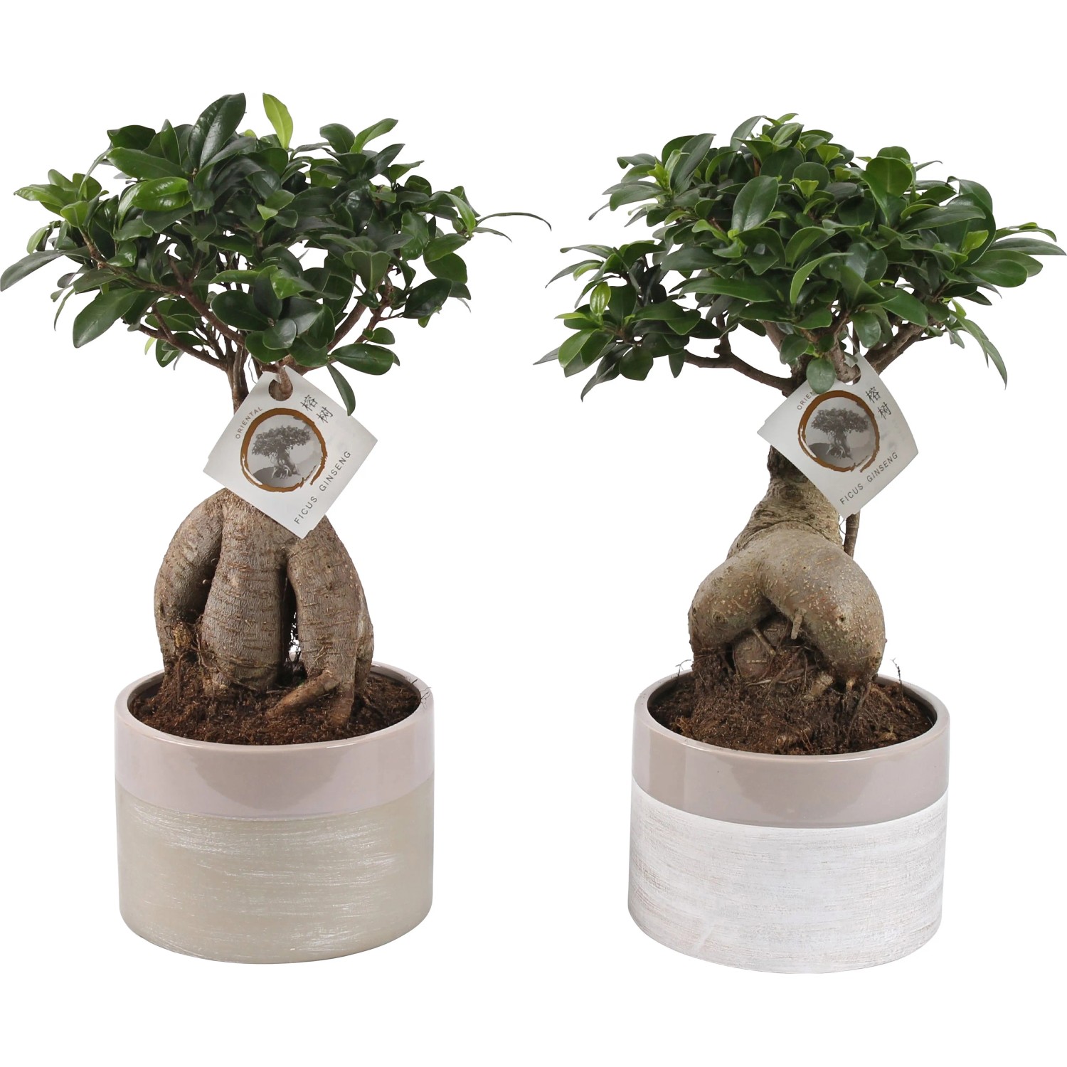 Ficus "Ginseng" im runden Keramik-Gef Topf- ca. 17 cm kaufen bei OBI