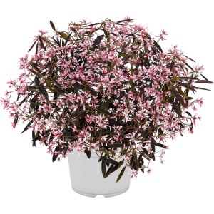 Wolfsmilch 'Flamingo' im Topf, ca. 12 cm Ø. Euphorbia mit rosa Blüten.