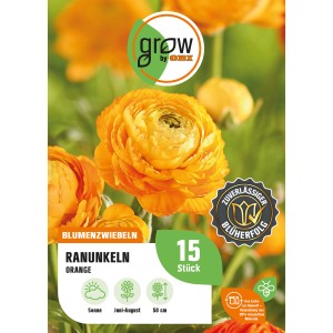 Orangefarbene Ranunkel (Ranuculus asiaticus) von GROW by OBI, ca. 50 cm hoch.
