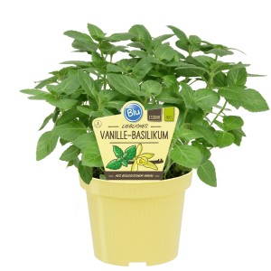 Blu Vanille Basilikum im Topf (Ø 12cm). Aromatische Küchenkräuter für Haus und Garten.