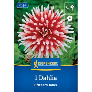Kiepenkerl Blumenzwiebeln Kaktus-Dahlie Pfitzers Joker