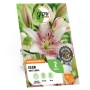 Verpackung der Lilie Asiatisch Sweet Zanica, weiße Blüte mit roten Sprenkeln. Kategorie: Blumenzwiebeln.