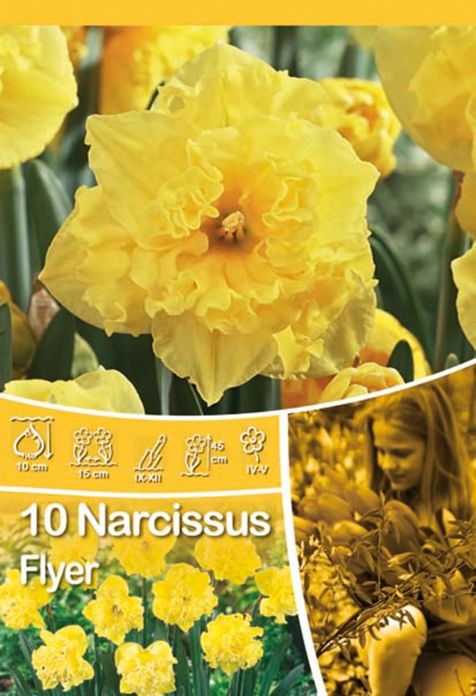 Narzissen Flyer kaufen bei OBI