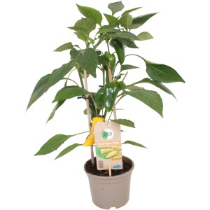 GROW by OBI Snackpaprika Gelb Pick & Joy im Topf, mit gelben und grünen Paprika.