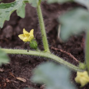 Junge Charentais Melone (Solanum mur.) mit gelber Blüte im Topf.