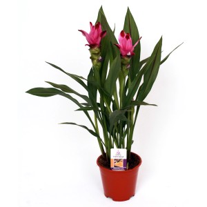 Safranwurz Siam Sublime im Topf mit rosa Blüten und grünen Blättern.