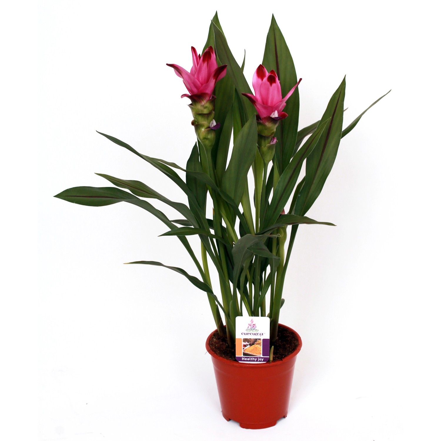 Safranwurz Siam Sublime im Topf mit rosa Blüten und grünen Blättern.