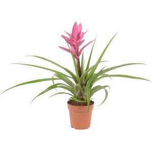 GROW by OBI Tillandsie Antonio Pink im Topf, eine farbenfrohe Blühpflanze.