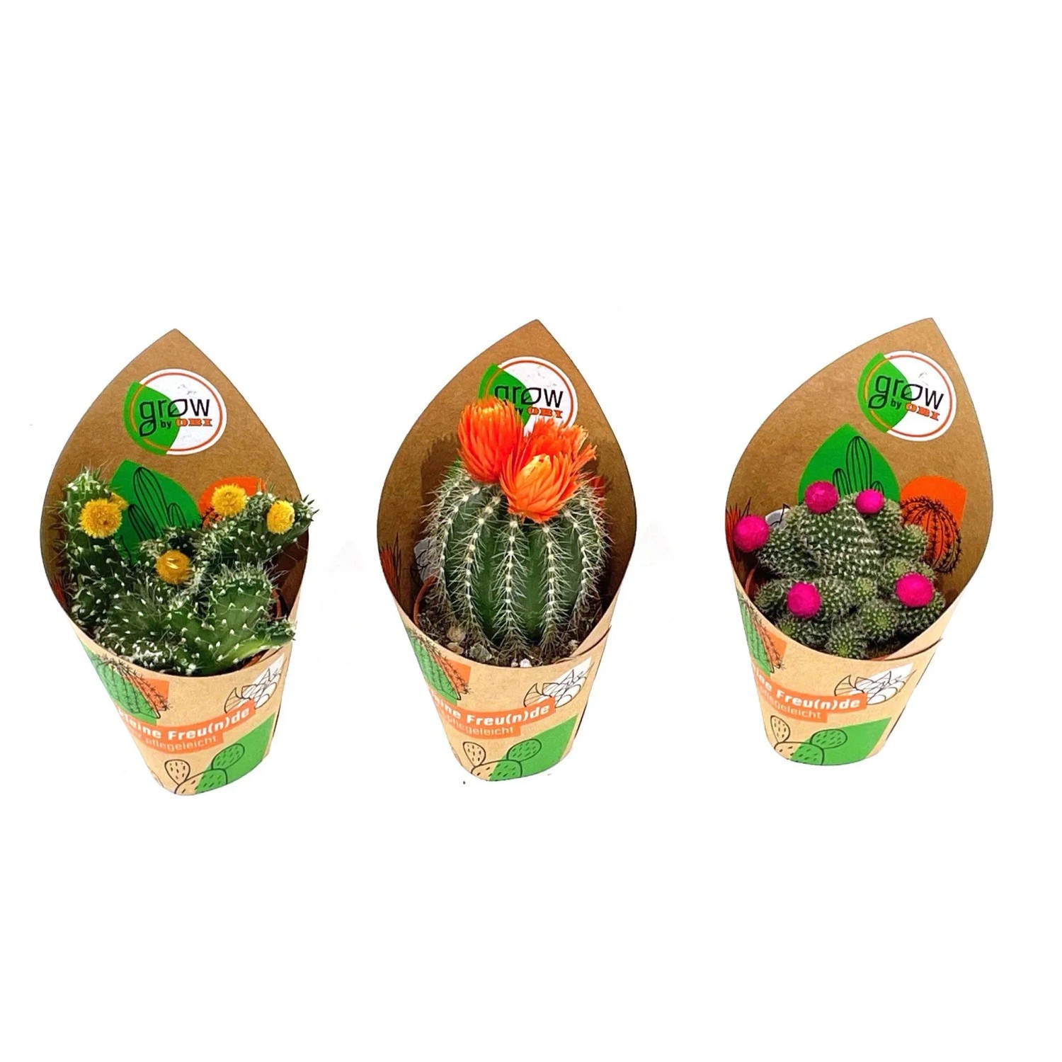 GROW by OBI Kakteen mit Strohblte 3-fach sortiert Topf- ca. 5,5 cm kaufen  bei OBI