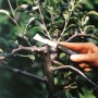 Fiskars Okuliermesser K60 im Einsatz zum Veredeln eines Obstbaum-Astes.