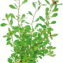 Dennerle Aquariumpflanze Ludwigia Repens Rubin, grüne und rote Blätter. Aquariumpflanze für den Hintergrund.